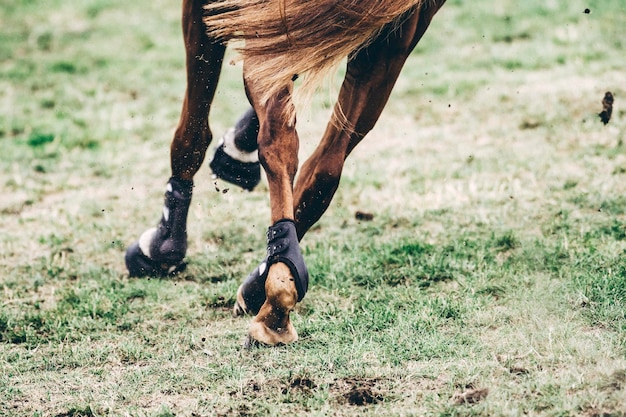 Sezione bassa del cavallo che corre sul campo