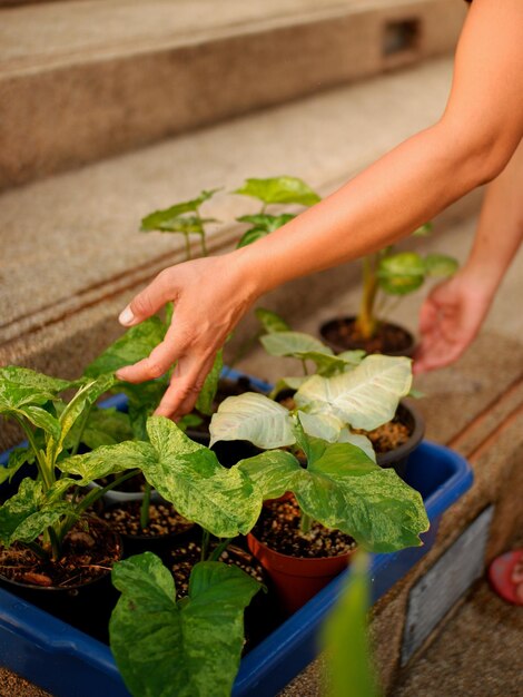 Sezione bassa del giardinaggio personale