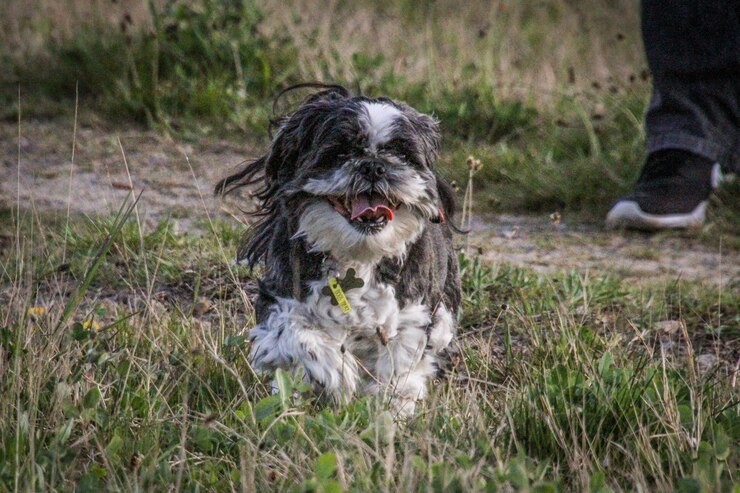 Foto sezione bassa di un cane in piedi sul campo