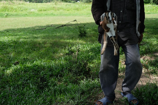 Sezione bassa di un uomo con una capra in piedi su un campo erboso