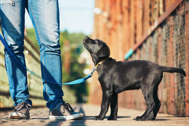 Sezione bassa di un uomo in piedi con un cane