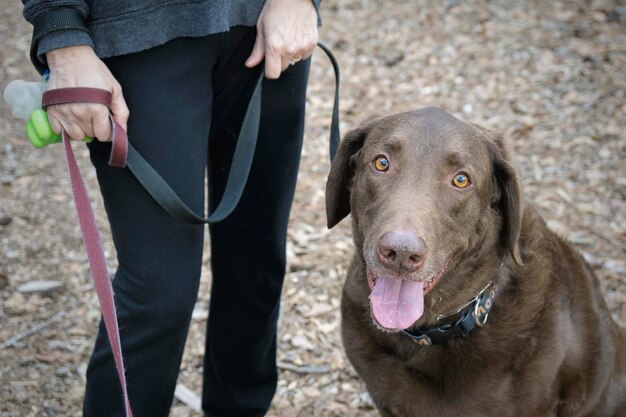 Sezione bassa di una donna in piedi con un cane sul campo