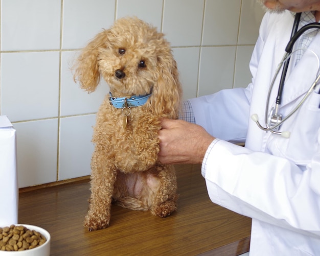 Sezione centrale del dottore dal cane sul tavolo