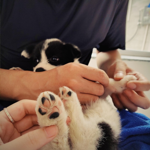 Sezione centrale della persona che tiene il gatto