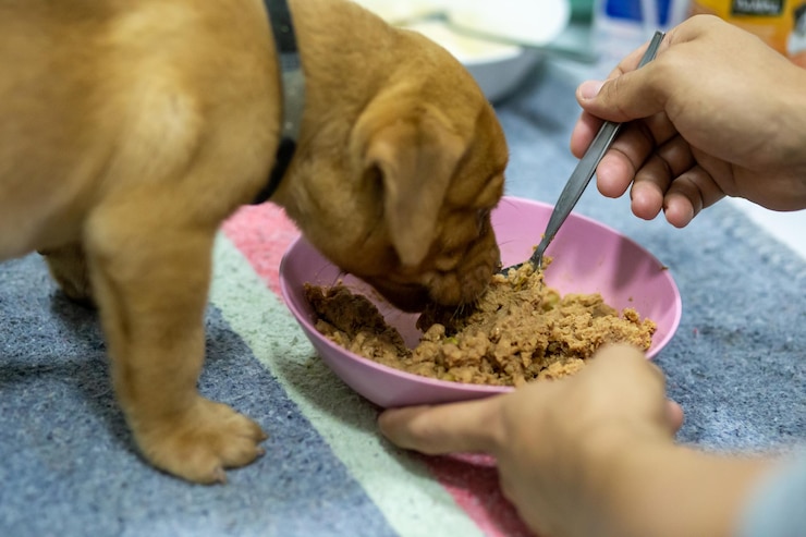 Foto sezione centrale di un uomo che tiene un cane che mangia cibo