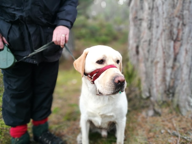 Sezione centrale di un uomo con un cane