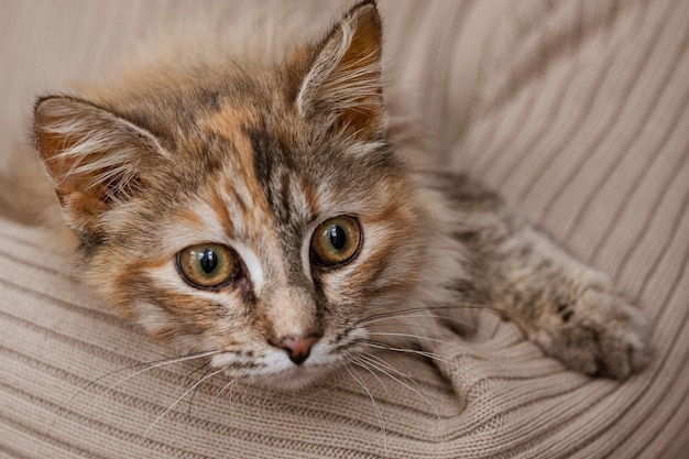 Sezione centrale di una donna che tiene un gatto