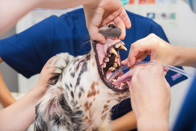 Sezione centrale di una donna con un cane