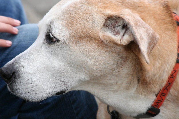 Sezione centrale di una persona da parte di un cane sul sentiero