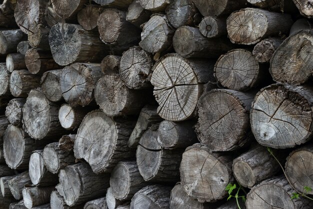 Sezione del modello di tronchi d'albero, vecchi tagli di legno rotondi grigi