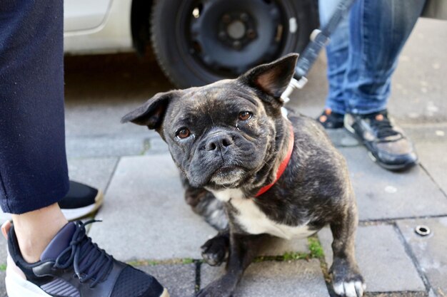 Sezione inferiore della persona con il cane