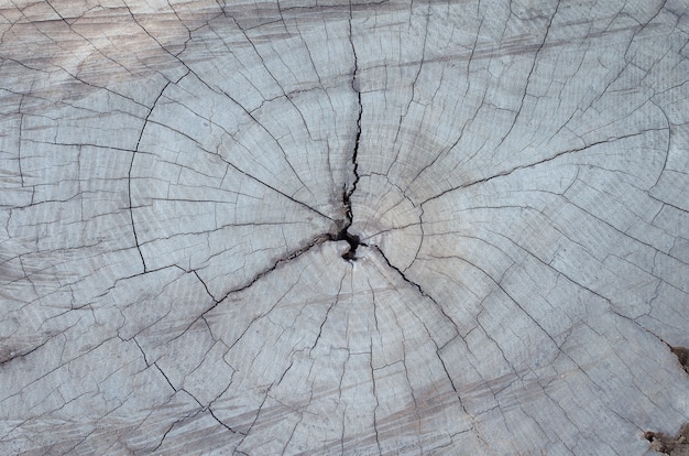 Sezione trasversale della trama di corteccia di legno