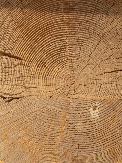 Sezione trasversale di un tronco d'albero Sfondo di legno