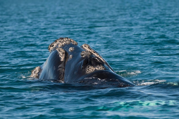 Sfiatatoio di respirazione della balena franca australe Eubalaena Australis Penisola Valdes Patagonia