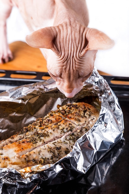 Sfinge di gatto accanto a carne calda al forno