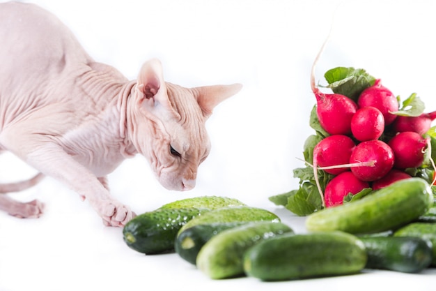 Sfinge di gatto che mangia cetriolo fresco