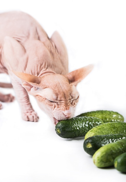 Sfinge di gatto che mangia cetriolo fresco