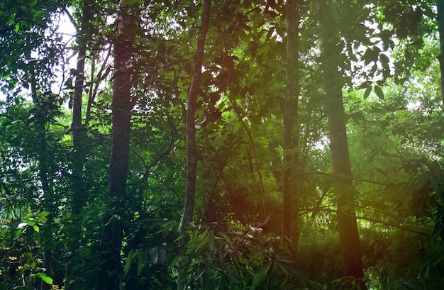 Sfocato di bella natura Sfondo di foresta verde albero. con spazio di copia.