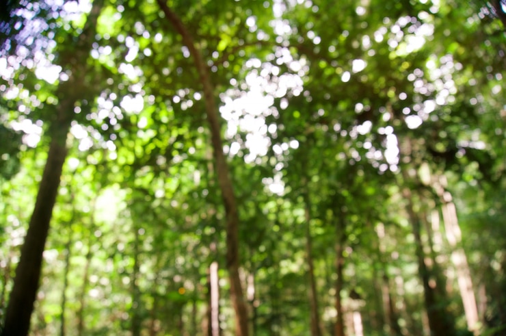 Foto sfocato di bella natura sfondo di foresta verde albero