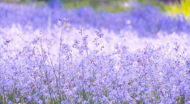 sfocato di bellissimi fiori selvatici viola che sbocciano rinfrescandosi al mattino. Pastello morbido su sfondo bokeh naturale