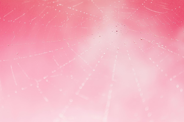 Sfocatura astratta sfondo mistico rosso rosa chiaro con ragnatela (ragnatela), gocce di rugiada d'acqua. Primo piano, messa a fuoco selettiva, spazio copia, orizzontale.