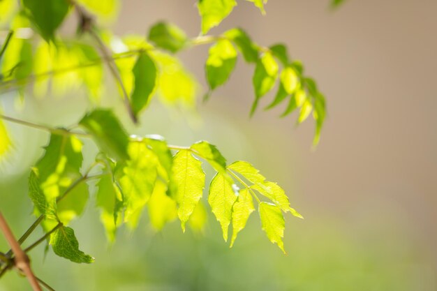 Sfocatura cerchio bokeh verde foglia sfondo sfocate foglie gialle raggi bagliore di luce natura sfondo