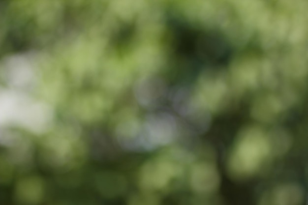 Sfocatura dello sfondo dell'albero verde con cielo bokeh luce naturale Alberi della corona sfocati in primo piano del giardino Sfondo naturale primaverile con spazio per la copia