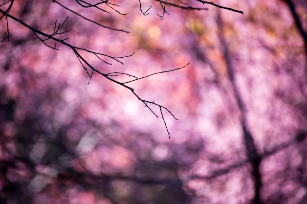 sfocatura dello sfondo di luce astratto sfondo rosa