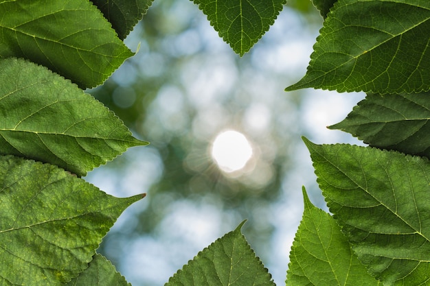 Sfocatura foglia all'aperto naturale