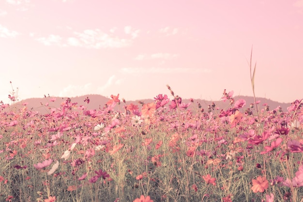 Sfocatura morbida del campo di fiori dell'universo con lo stile di colore rosa vintage per lo sfondo