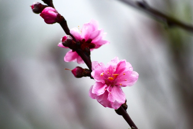 sfocatura Prunus Cerasoides