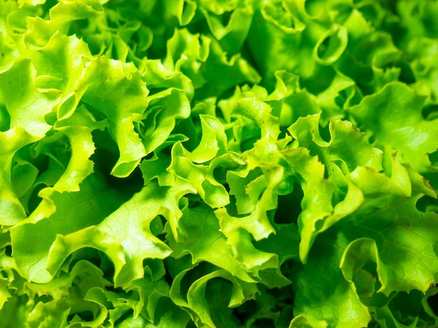 Sfondamento da foglie di lattuga Un gruppo di utili isolati di piante erbacee Componente del pranzo Ingrediente alimentare sano Foglie di lettuga