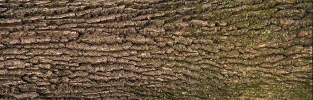 Sfondamento della consistenza del grano della corteccia del legno