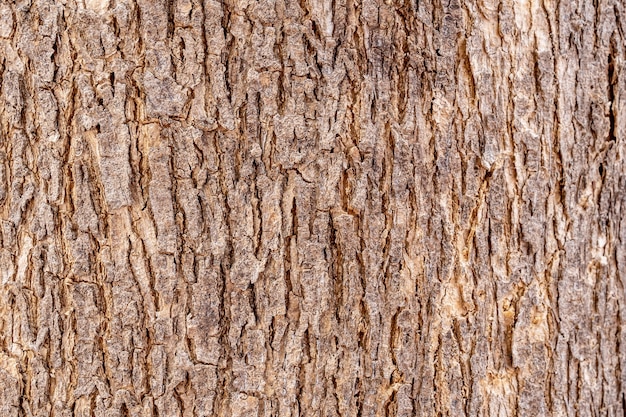 Sfondamento della consistenza della corteccia degli alberi