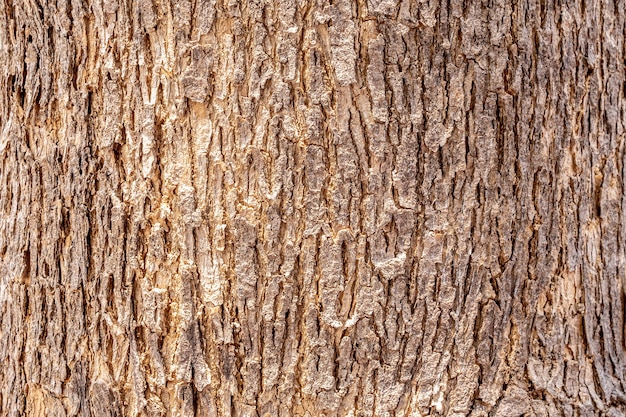Sfondamento della consistenza della corteccia degli alberi