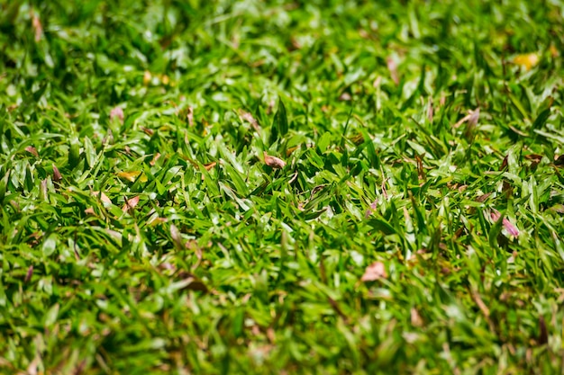 Sfondi astratti di erba verde naturale