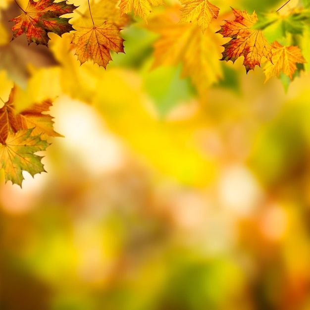 Sfondi autunnali astratti con bokeh di bellezza