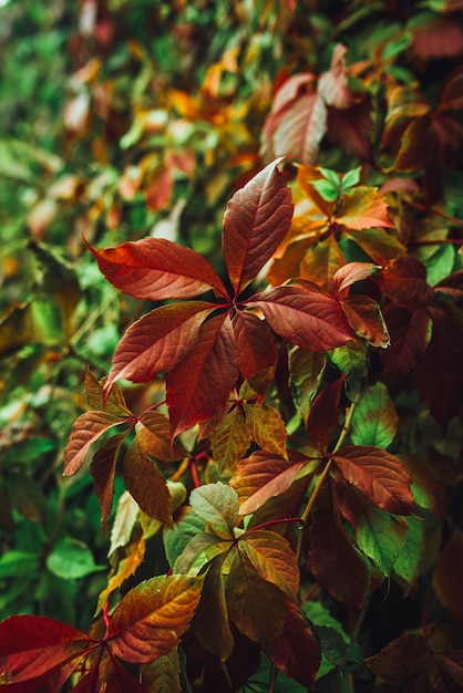 Sfondi colorati di natura con foglie autunnali. Colori misti di sfondo della natura