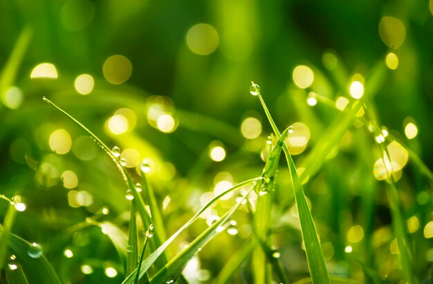 Sfondi di bellezza con erba verde fogliame e bokeh