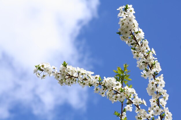 Sfondi di fiori di ciliegio