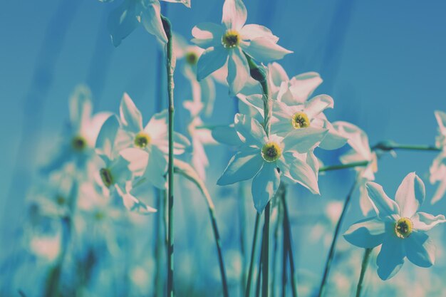 Sfondi di fiori Fiori selvatici di narcisso Fiori di primavera Fiori sfondo della natura Colore vintage