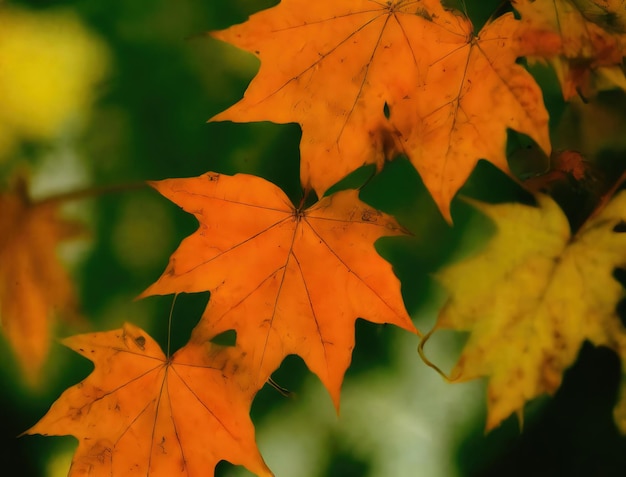 Sfondi di foglie d'autunno che sono sfondi HD