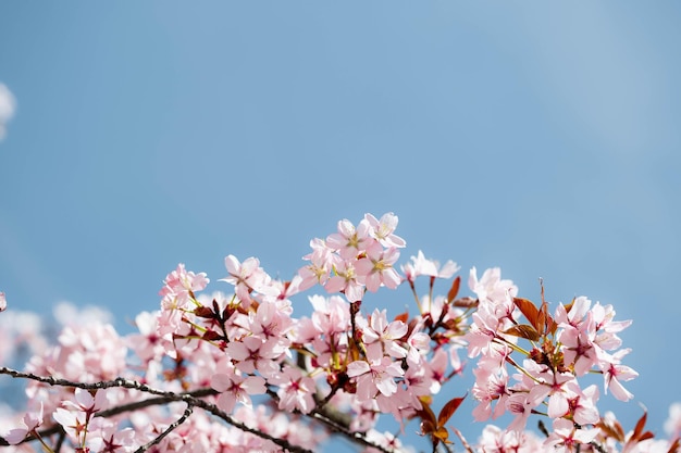 Sfondi fiori rosa primavera