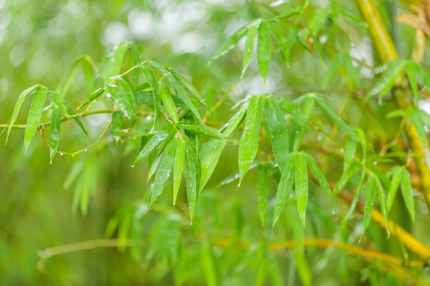 Sfondi naturali di zen con foglie di bambù