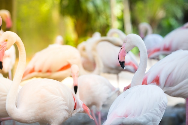 Sfondi naturali Flamingo