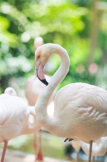 Sfondi naturali Flamingo