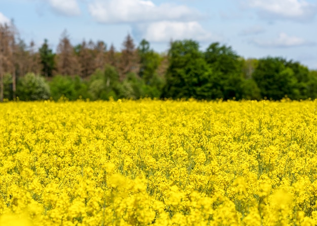 Sfondi paesaggio orizzontale di bella primavera fioritura giallo campo di fiori di stupro