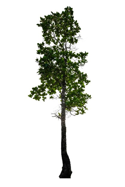 Sfondio albero bianco