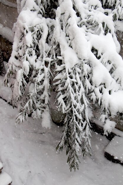 Sfondio bianco d'inverno con rami innevati