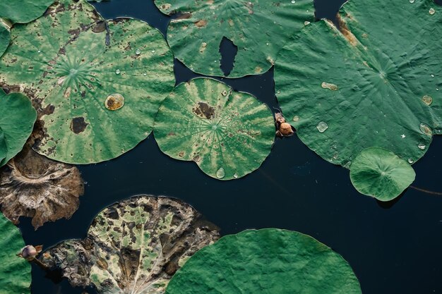 Sfondio del fiore di loto